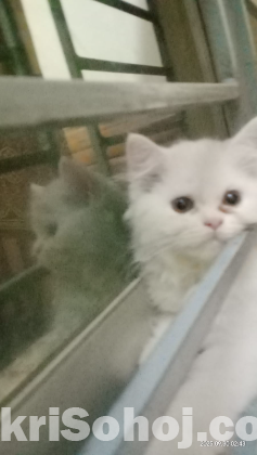 Persian Cat